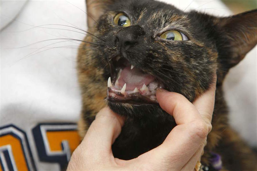 Лечение болезни якобса у кошек в нижнем новгороде | симптомы и причины язвы на губе