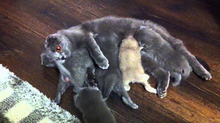 Беременность шотландской вислоухой кошки: сколько ходят, поведение, чем кормить, роды