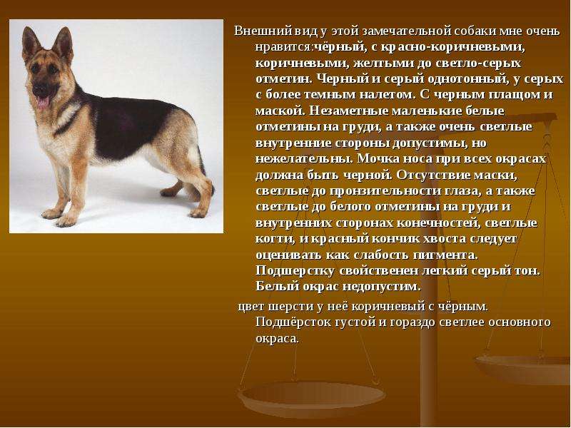 Немецкая овчарка: описание породы, характеристика собаки и щенка, фото, цена