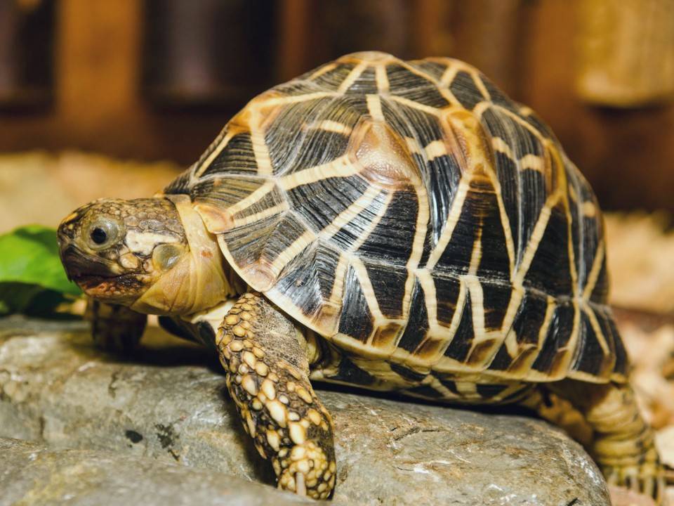 Звездчатая черепаха. индийская звездчатая черепаха (geochelone elegans) звездная черепаха