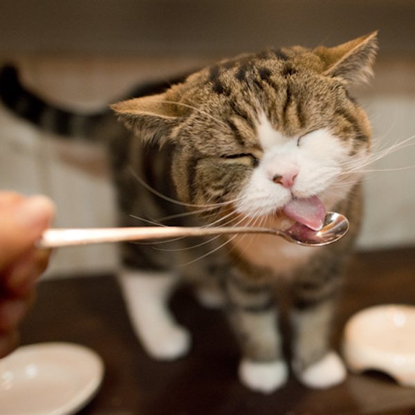 Кот рыгает пеной. У кота отрыжка во время еды. Как поить котов. Чем поить кота если он рыгает в домашних условиях.