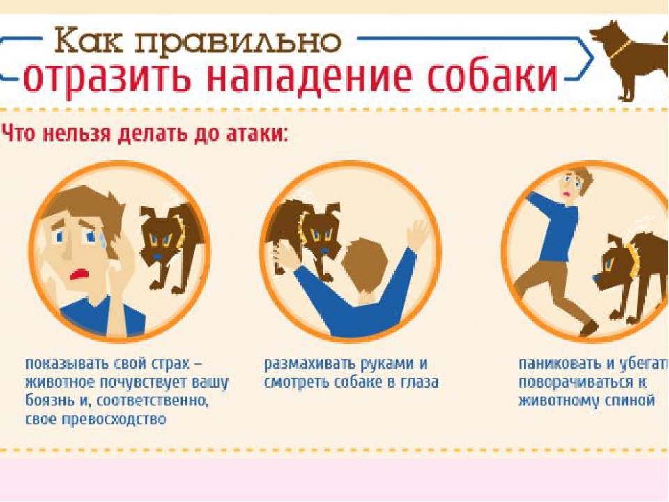 7 игрушек, которые должны быть у каждой кошки - gafki.ru