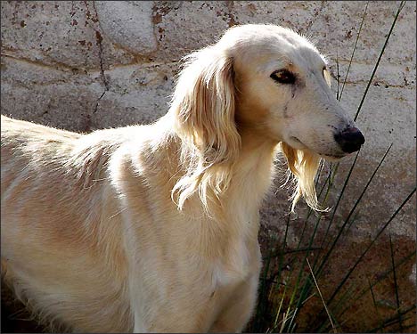 Тайган собака: фото собаки, цена, описание породы, характер, видео
тайган собака: фото собаки, цена, описание породы, характер, видео