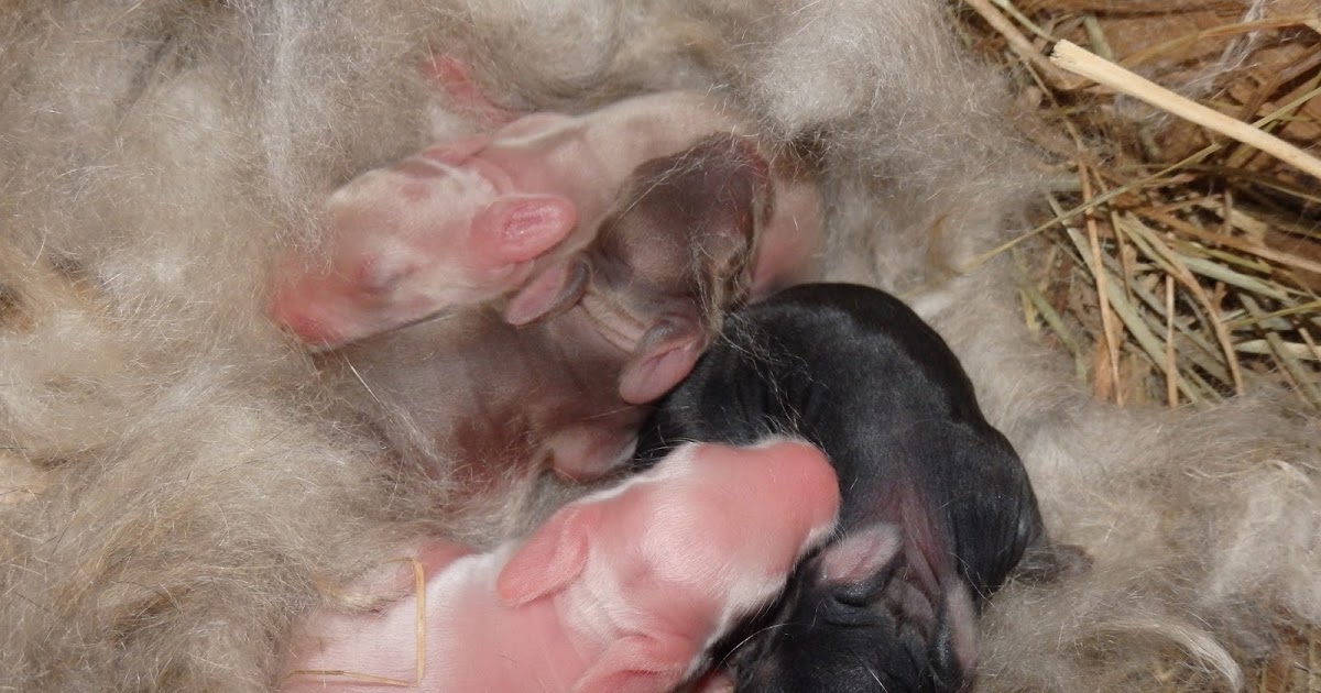 Беременность у крольчихи: сколько длится, как проходят роды