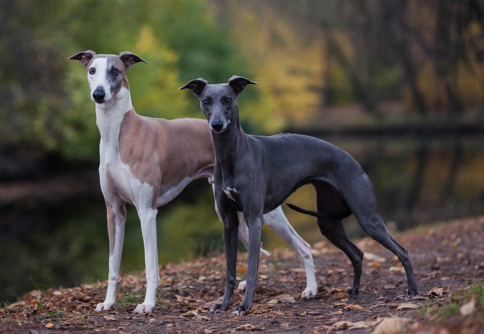 Описание породы собак грейхаунд с отзывами владельцев и фото