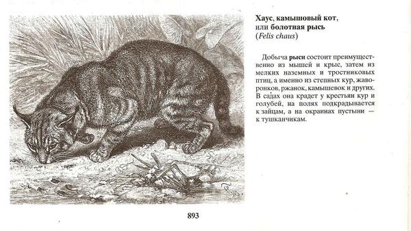 Камышовый кот: история происхождения, описание породы и фото болотной кошки, образ жизни и ареал обитания