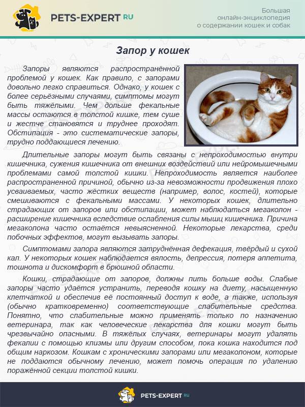 Дюфалак для кошек при запоре - дозировка, как давать, инструкция - kotiko.ru