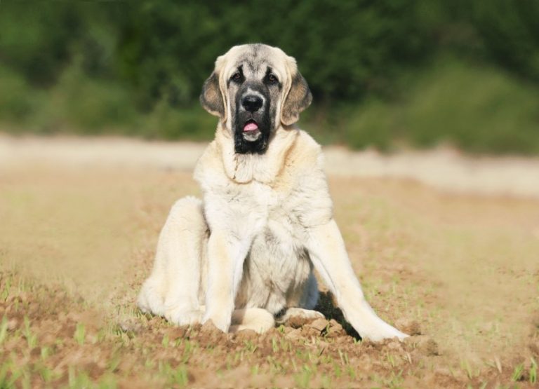 Неаполитанский мастиф собака. описание, особенности, уход и цена породы