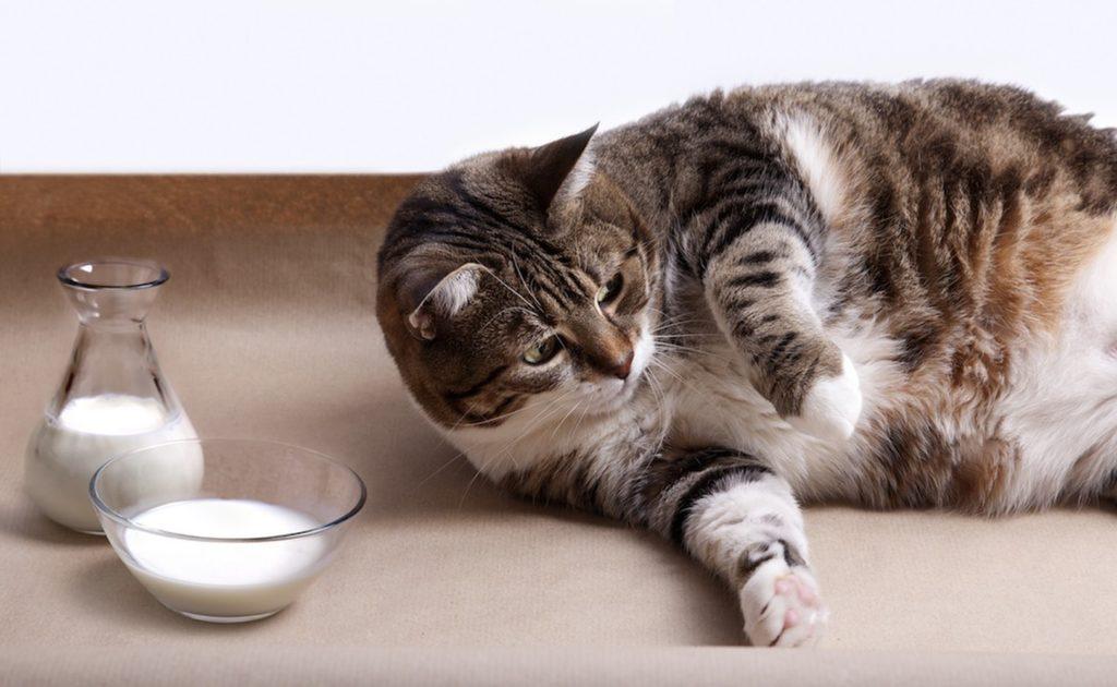 Можно ли кошкам молоко – развенчиваем миф о кошках и их мисочках с молоком