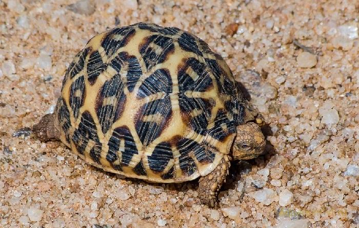 Звездчатая черепаха. содержание и уход звёздчатой черепахи в домашних условиях