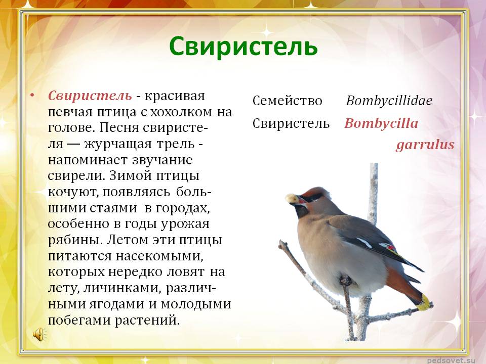Свирель птица фото и описание