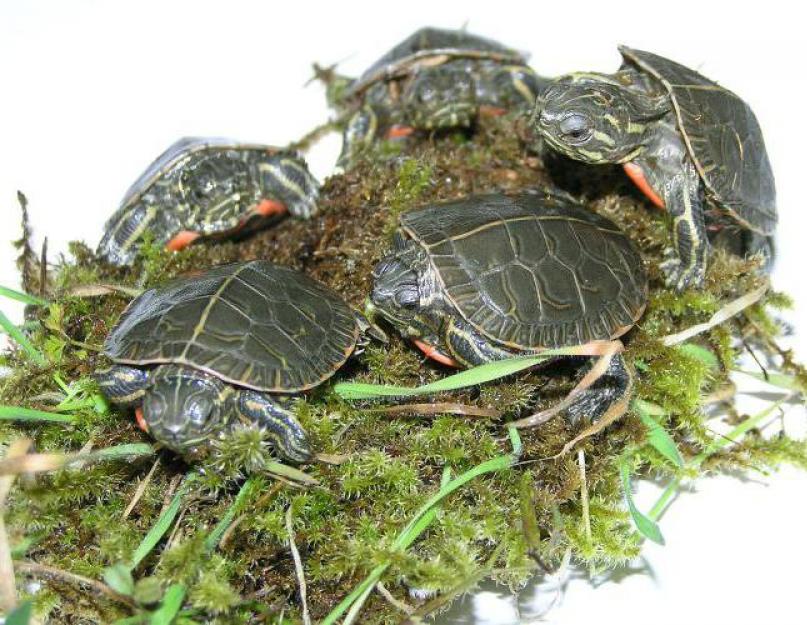Уход и содержание красноухой черепахи в домашних условиях