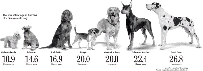 Продолжительность жизни собак