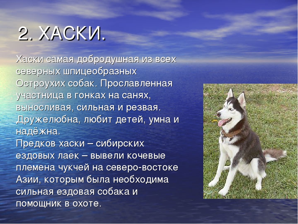 Хаски: описание породы, характер, содержание, разновидности сибирского хаски, фото, цена щенков + отзывы