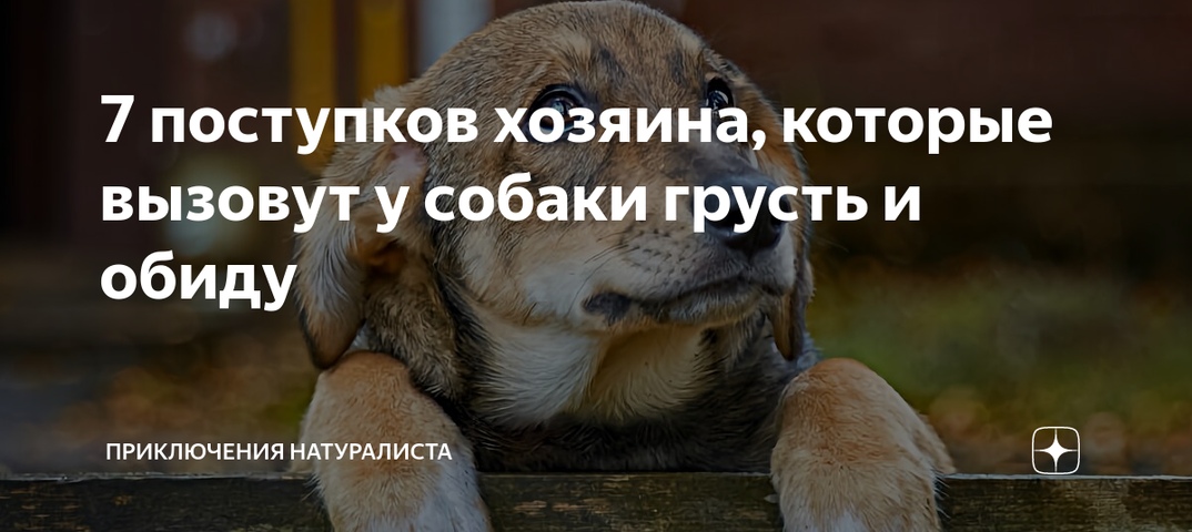 Как наказывать щенка за непослушание правильно: виды наказания и запрещенные методы - truehunter.ru