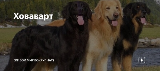 Ховаварт: описание породы собак с фото и видео