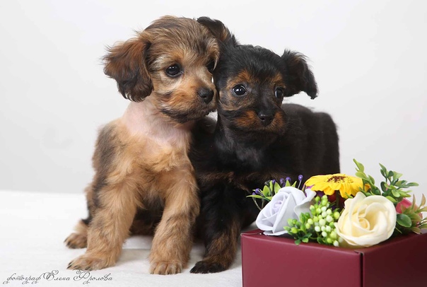 Всё о породе собаки петербургская орхидея - содержание, уход и прочие особенности + фото и отзывы