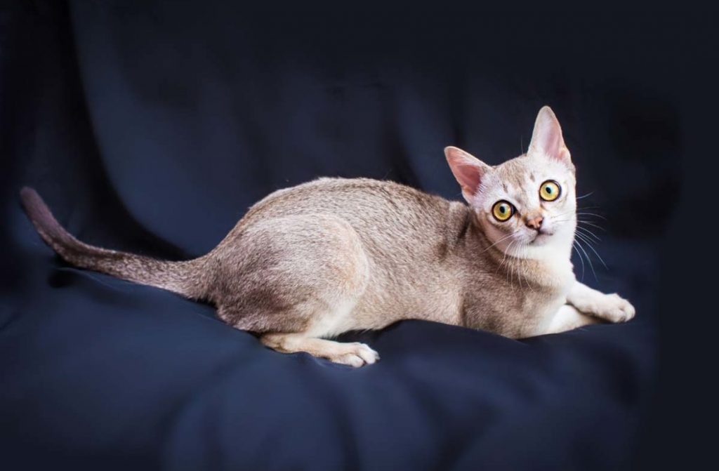 Сингапурская кошка: описание породы, характер, советы по содержанию и уходу, фото