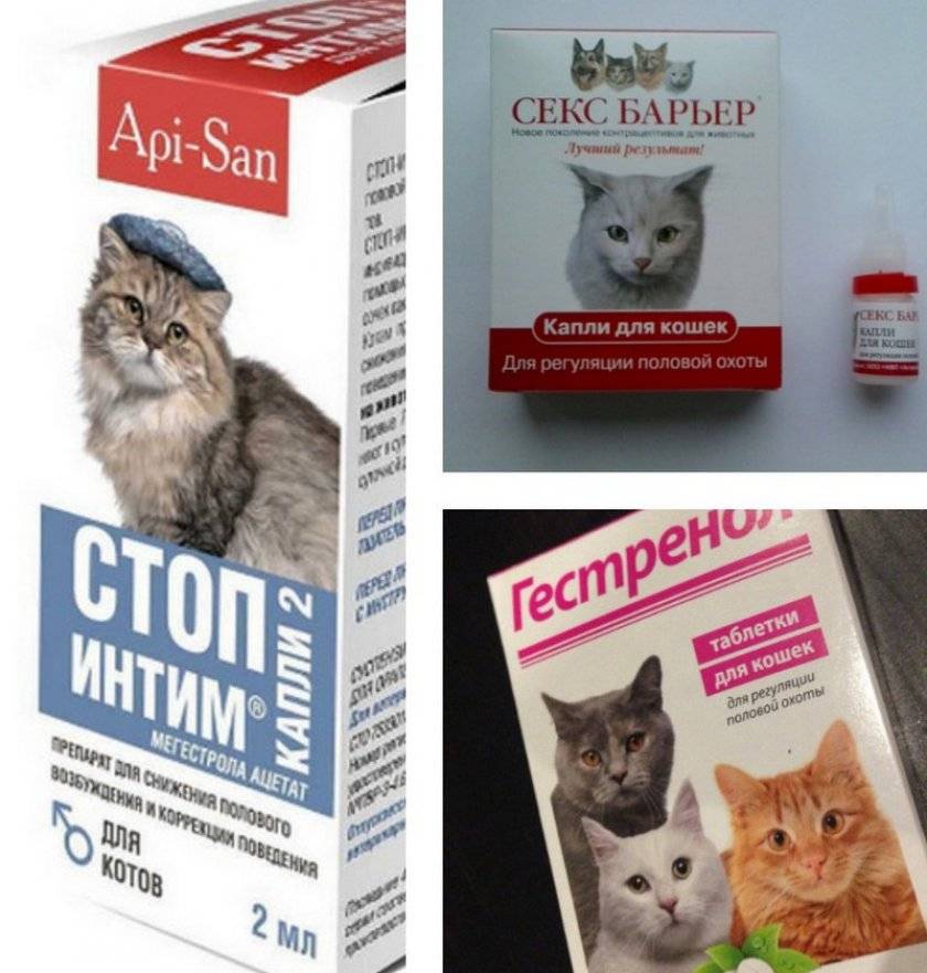 Ковинан для кошек: инструкция по применению, отзывы ветеринаров и владельцев кошек (125 фото)