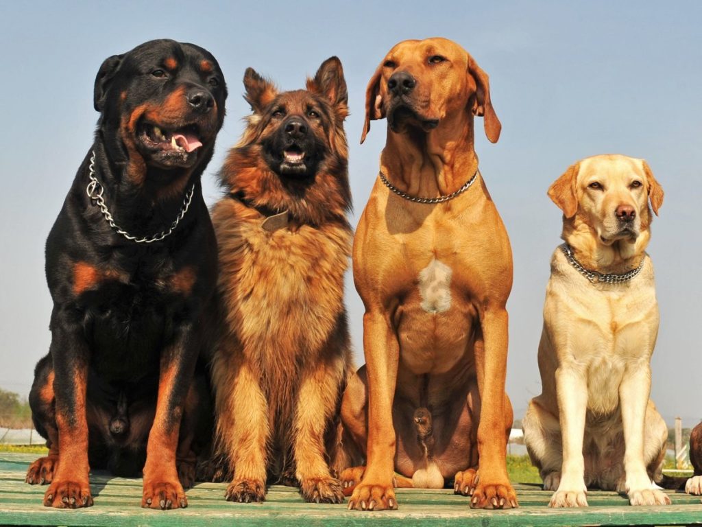 Собаки для охраны частного дома: 5 лучших пород собак для защиты вашего имущества