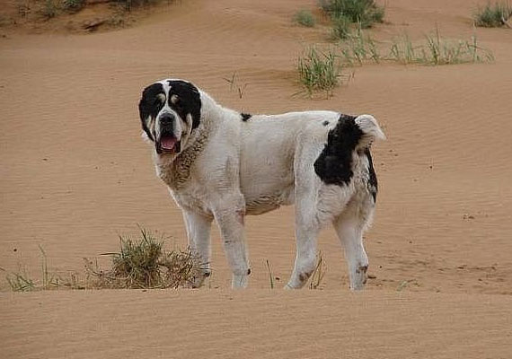 Алабай собака. описание, особенности, уход и цена алабая