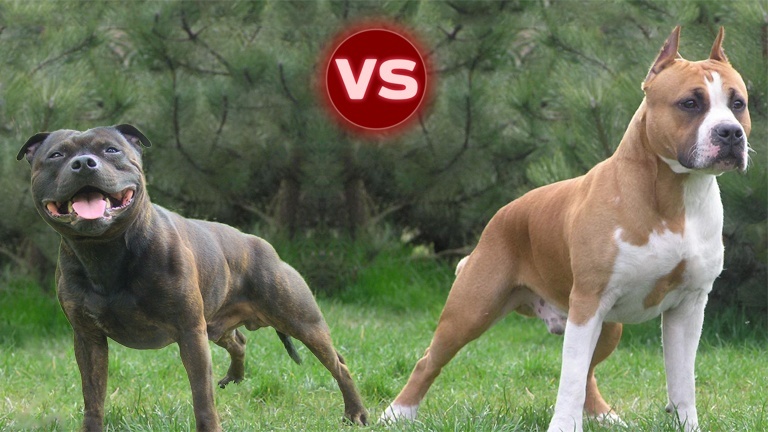 Сравнение двух лучших бойцовских собак чем отличается стаффордширский терьер (амстафф) от питбуля?