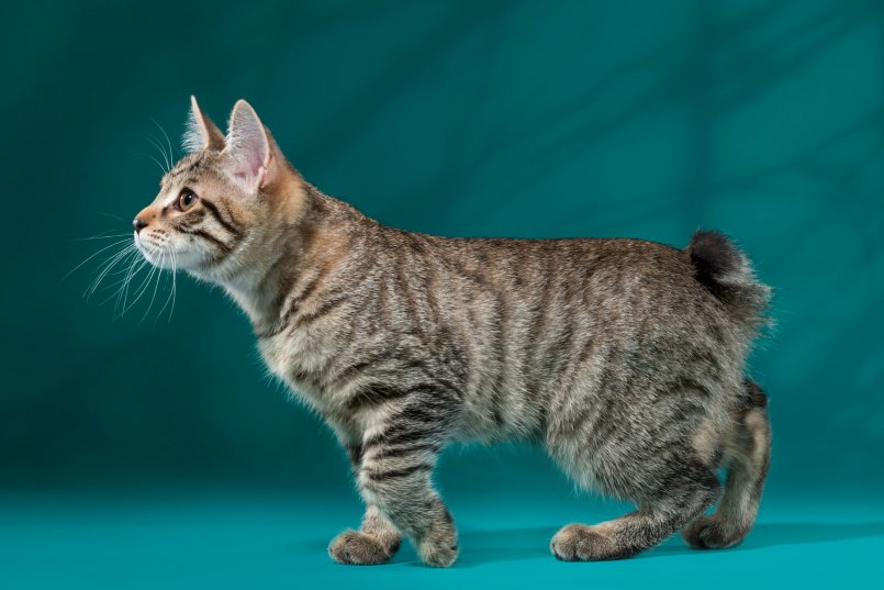 Курильский бобтейл кошка фото, отзывы владельцев, цена котят, описание породы