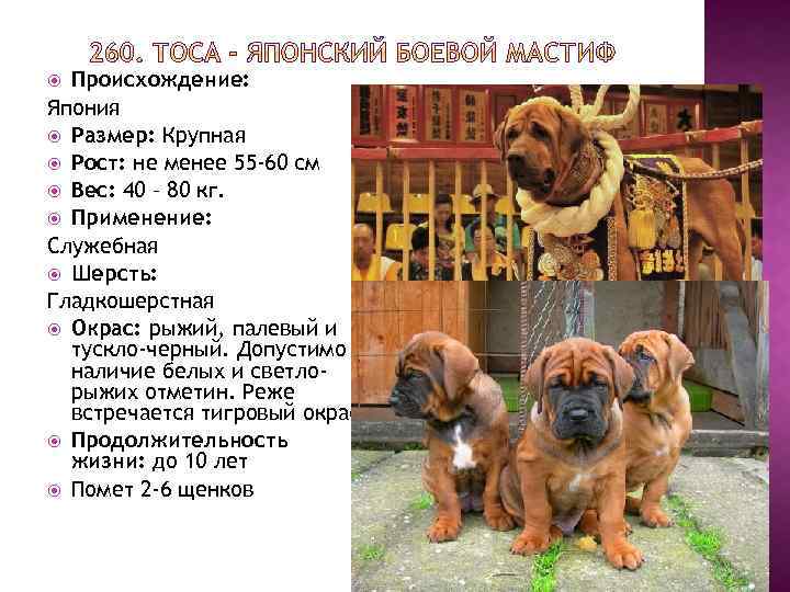 Неаполитанский мастиф собака. описание, особенности, уход и цена породы | sobakagav.ru