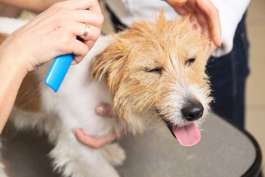 Уход за собачьей шерстью – правила и приспособления