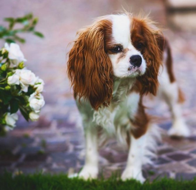 Описание породы собак кавалер-кинг-чарльз-спаниель с отзывами и фото