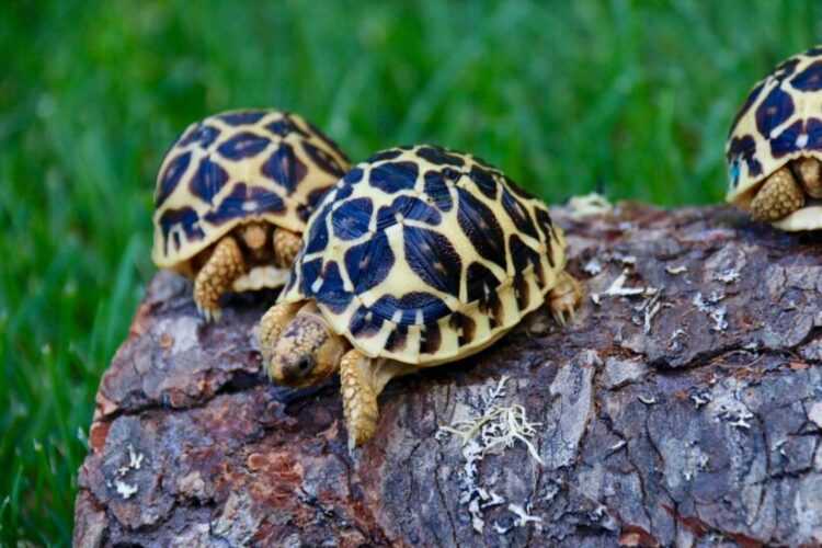 Сколько лет живут черепахи – продолжительность жизни черепах
