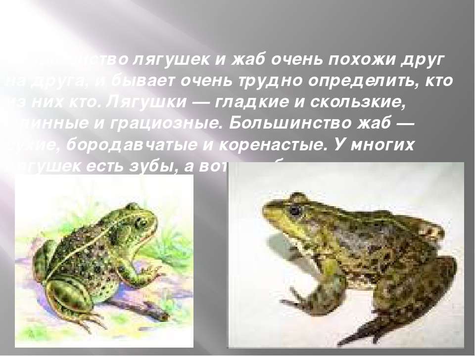 ᐉ чем отличается жаба от лягушки - zoopalitra-spb.ru
