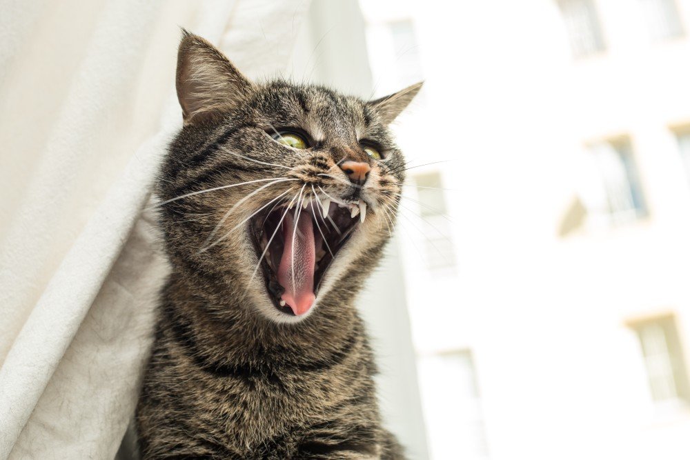 Почему не мяукает кот: причины пропажи голоса