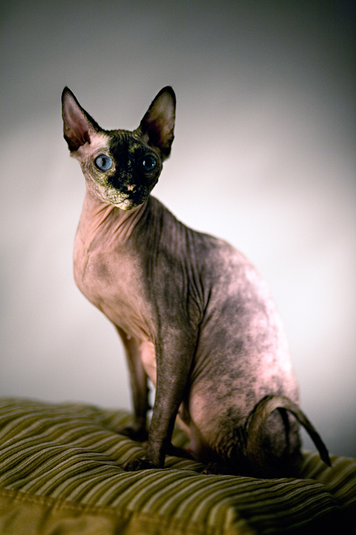 Лысые кошки (46 фото): распространенные породы котов без шерсти. как выглядят и называются черные бесшерстные котята?
