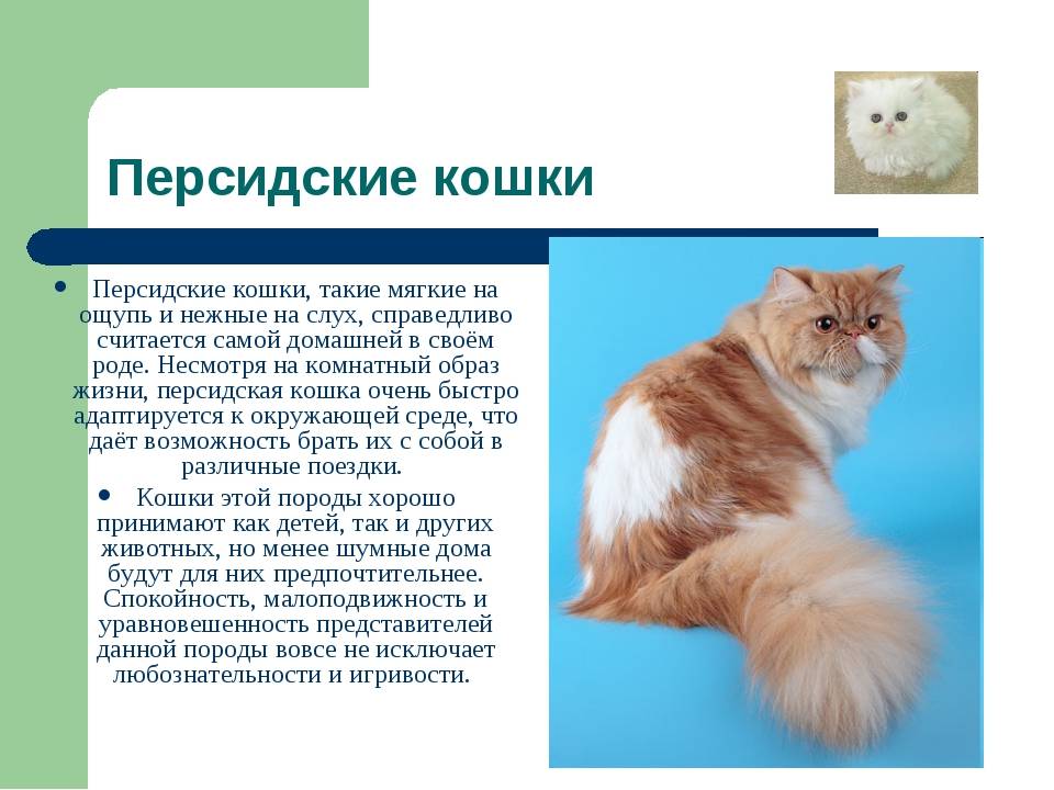 Персидская кошка: фото, описание, характер, содержание