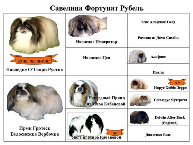 ᐉ собака пекинес описание и характер породы собак - zoomanji.ru