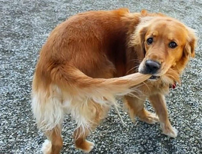 Почему собака бегает за своим хвостом? | блог ветклиники "беланта"