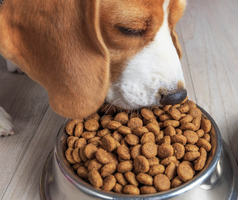 Можно ли давать собаке острую пищу? | hill's pet