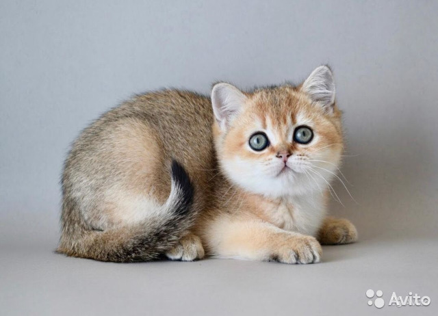 Золотая шиншилла кошка – особенности редкого окраса шерсти британской, шотландской, персидской пород