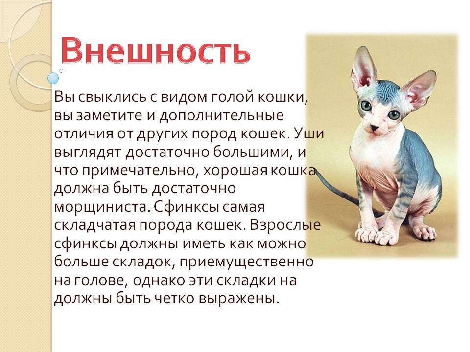 Петерболд (петербургский сфинкс): описание породы, фото, характер и содержание кошки, отзывы владельцев
