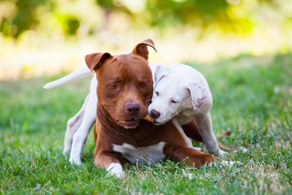 Питбуль (американский питбультерьер): уход и содержание собаки