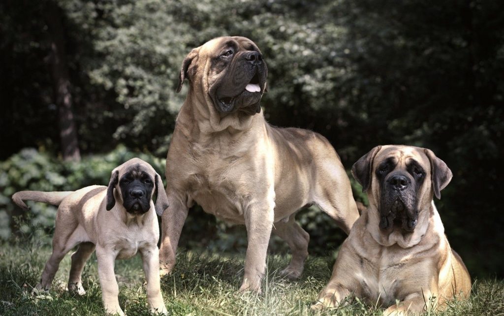 Разновидности собак мастиф: особенности породы, общие черты, непризнанные виды