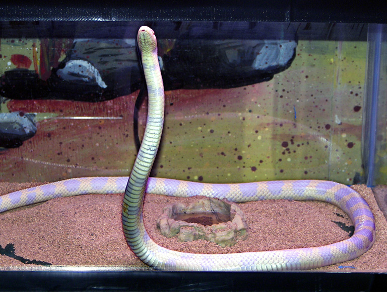 Домашние змеи: виды. уход и содержание