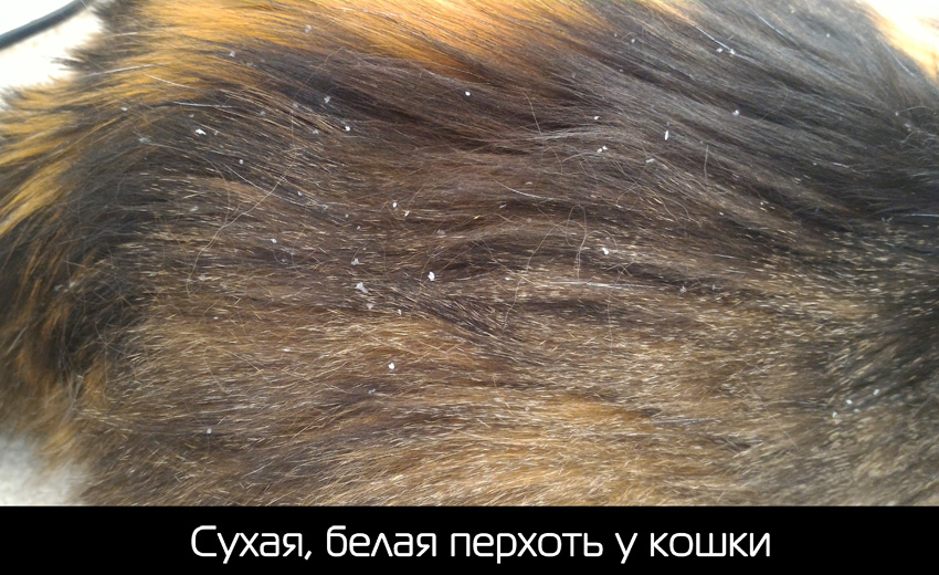 Себорейное выпадение волос: причины, лечение, профилактика - клиника «доктор волос»