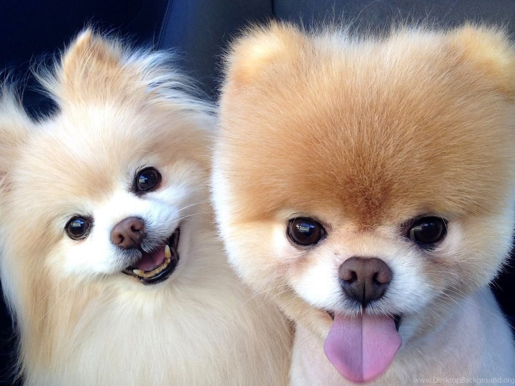 Самые милые собаки: топ-25 пород с фото
