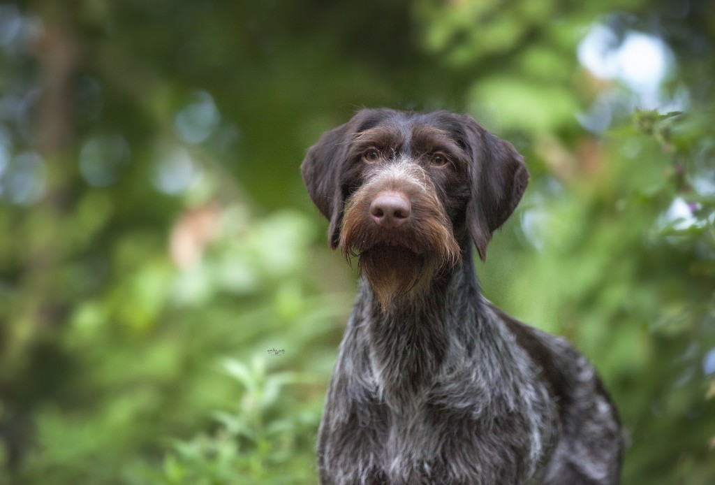 Брюссельский гриффон: все о собаке, фото, описание породы, характер, цена