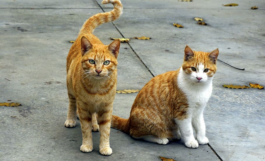 Самая спокойная порода кошек, дружелюбные породы для квартиры или дома, список топ котов с фотографиями