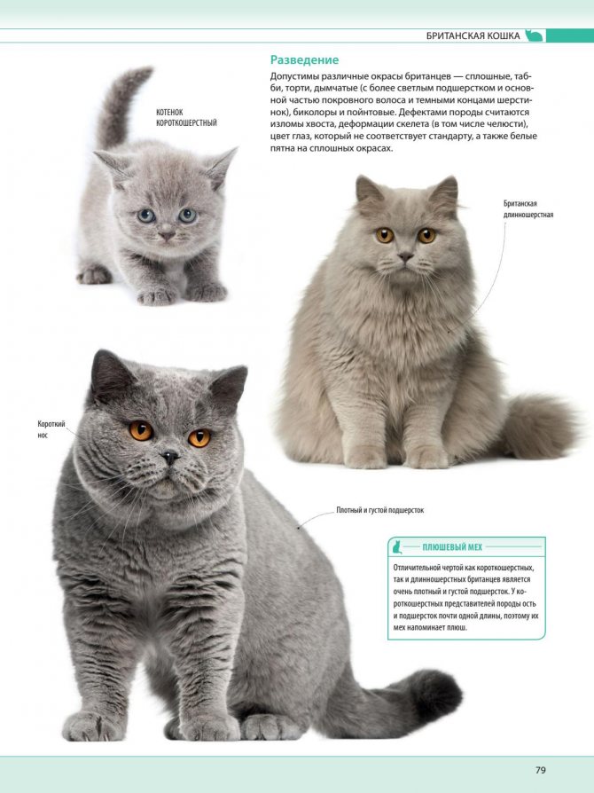 Окрасы британских котят с фото и описанием