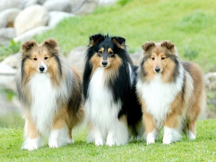 Шелти: описание собак, вариации окраса и особенности содержания