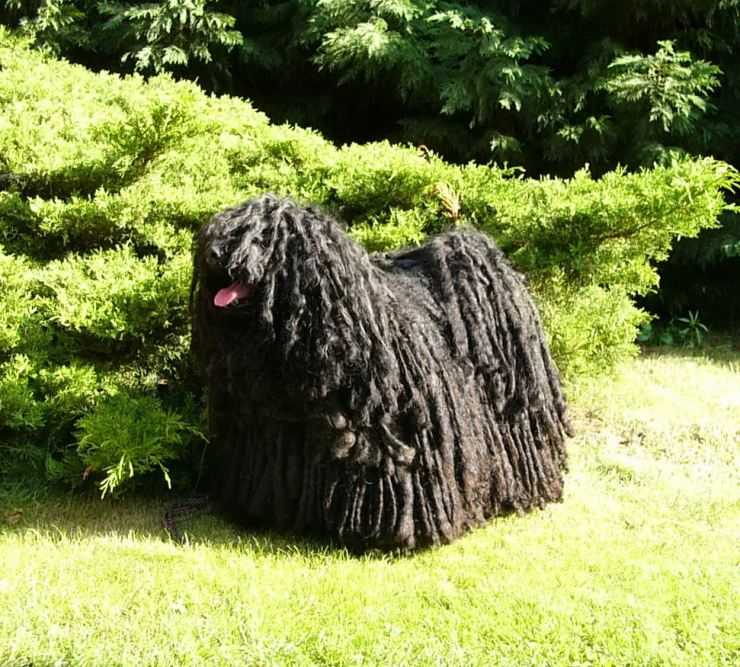 Пули (puli, hungarian puli), (венгерская водяная собака) пули. стандарт породы. содержание, кормление, уход за шестью, зубами, когтями, подготовка к выставке, вязка. фото.